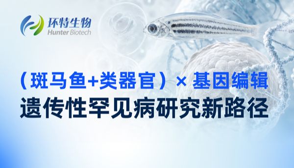 （斑马鱼+类器官）×基因编辑｜遗传性罕见病研究新路径