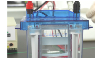 Western Blot（WB）实验方案