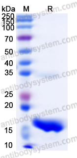 佰乐博生物蛋白抗体 | Recombinant Human EGF Protein：细胞增殖与组织修复核心生长因子