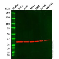 CDK2 Mouse mAb，ExactAb™, Validated, Carrier Free, 1.0mg/mL，阿拉丁