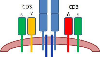 CD3的特性与功能
