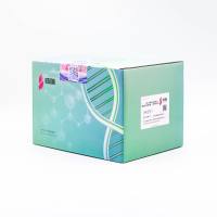 BCA Protein Quantification Kit(ready-to-use) BCA蛋白浓度测定试剂盒(即用型)