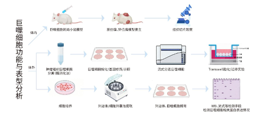 巨噬细胞功能研究综合解决方案