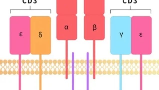 CD3：从免疫基石到抗癌前沿的双抗靶点