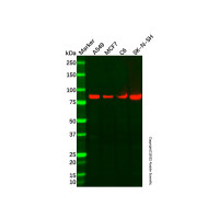 Recombinant Kaiso Antibody，ExactAb™, Validated, Recombinant, High performance, 0.3 mg/mL，阿拉丁