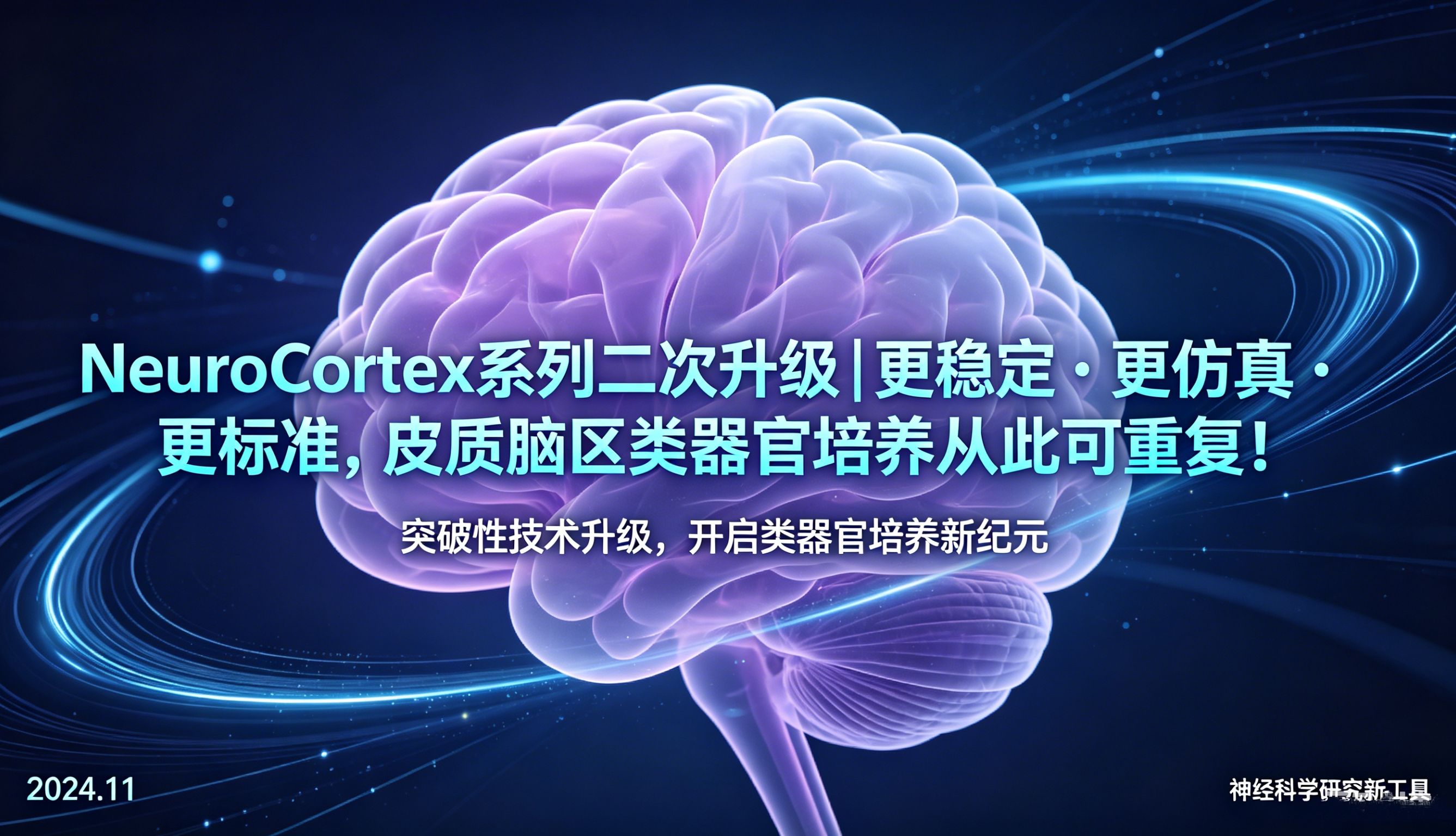 NeuroCortex 系列二次升级｜更稳定・更仿真・更标准，皮质脑区类器官培养从此可重复！