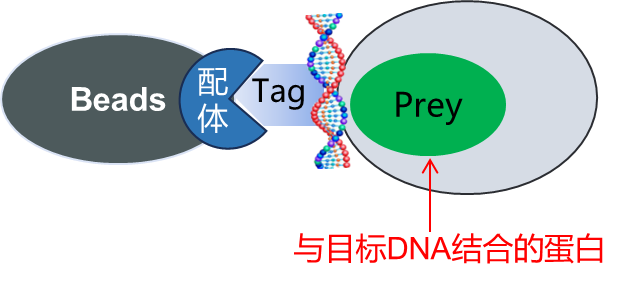 做启动子结合研究无从下手？核心逻辑附文献讲透