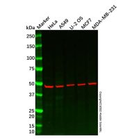 Recombinant PHD1/prolyl hydroxylase Antibody,ExactAb™, Validated, 重组, 0.5 mg/mL,阿拉丁