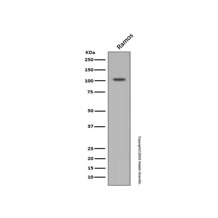 Recombinant HIF-1 alpha Antibody，重组, ExactAb™, 已验证, 见COA，阿拉丁