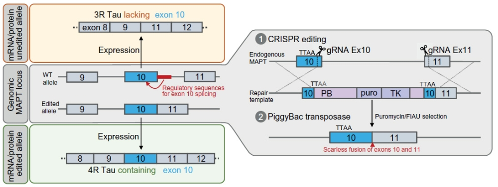 突破：成功构建自发形成纠结的阿尔茨海默病 iPSC 活体神经元模型
