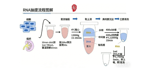 单步法相分离技术如何在1小时内实现液体样本RNA的高效提取？