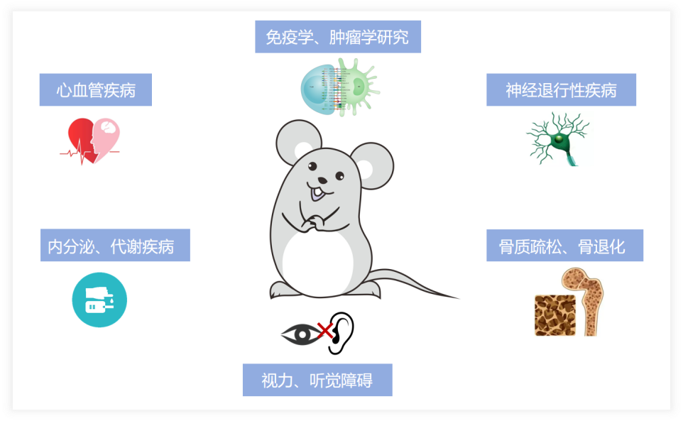 为什么C57老龄鼠成为衰老实验室的“常客”？