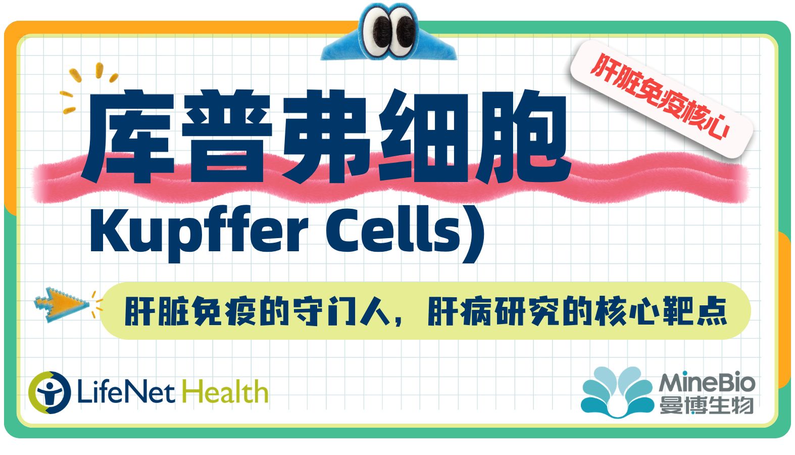 库普弗细胞（Kupffer Cells）｜肝脏免疫的守门人，肝病研究的核心靶点