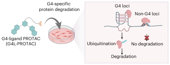 BMG LABTECH多功能酶标仪文献分享,剑桥大学科研团队发表在 Nature Chemistry “Degradation of G-quadruplex-binding proteins in chromatin using G4-ligand-based proteolysis-targeting chimeras”