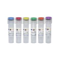 BeyoCRISPR™ sgRNA Screening Kit