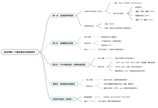 如何验证一个蛋白质的转录因子身份？
