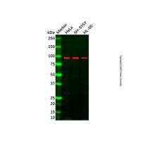 LONP1/Lon Antibody,ExactAb™, Validated, 1.0 mg/mL,阿拉丁