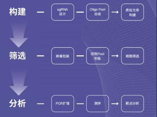 从质粒到细胞Pool：一份CRISPR全流程解决方案的技术拆解