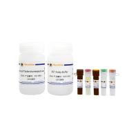 Amplex Red天冬氨酸转氨酶活性检测试剂盒