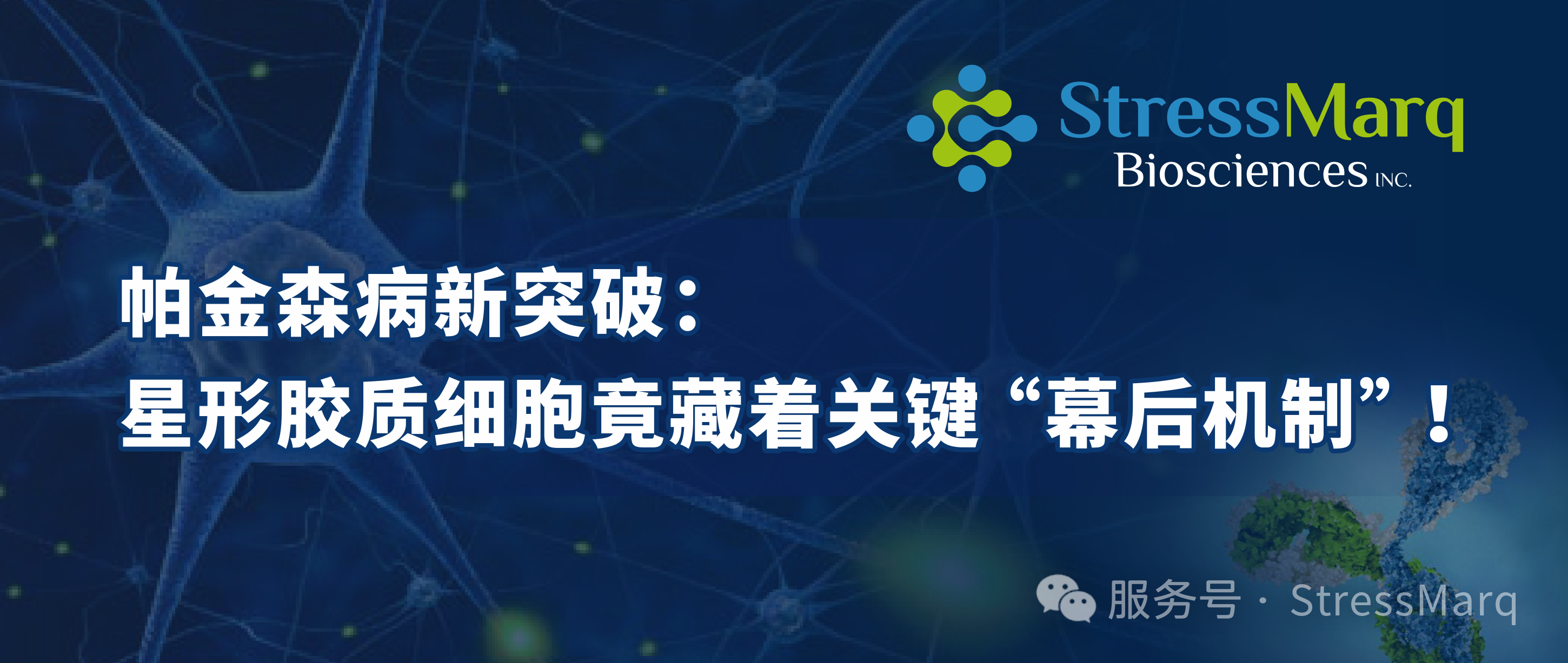 帕金森病新突破:星形胶质细胞竟藏着关键“幕后机制”! 帕金森病新突破:星形胶质细胞竟藏着关键“幕后机制”!