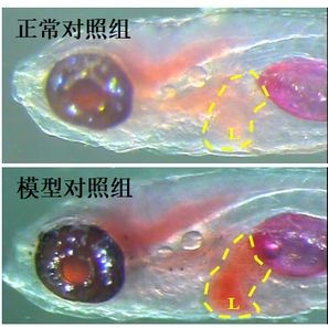 斑马鱼肝肾系统模型