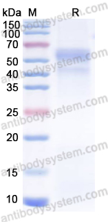 AntibodySystem蛋白抗体 | TGF-beta-1 Protein (Mammalian Cell)：免疫调控与纤维化研究核心细胞因子