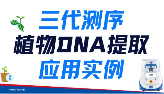 当植物样本遇上三代测序：HMW DNA提取如何兼顾完整性、纯度与通量？