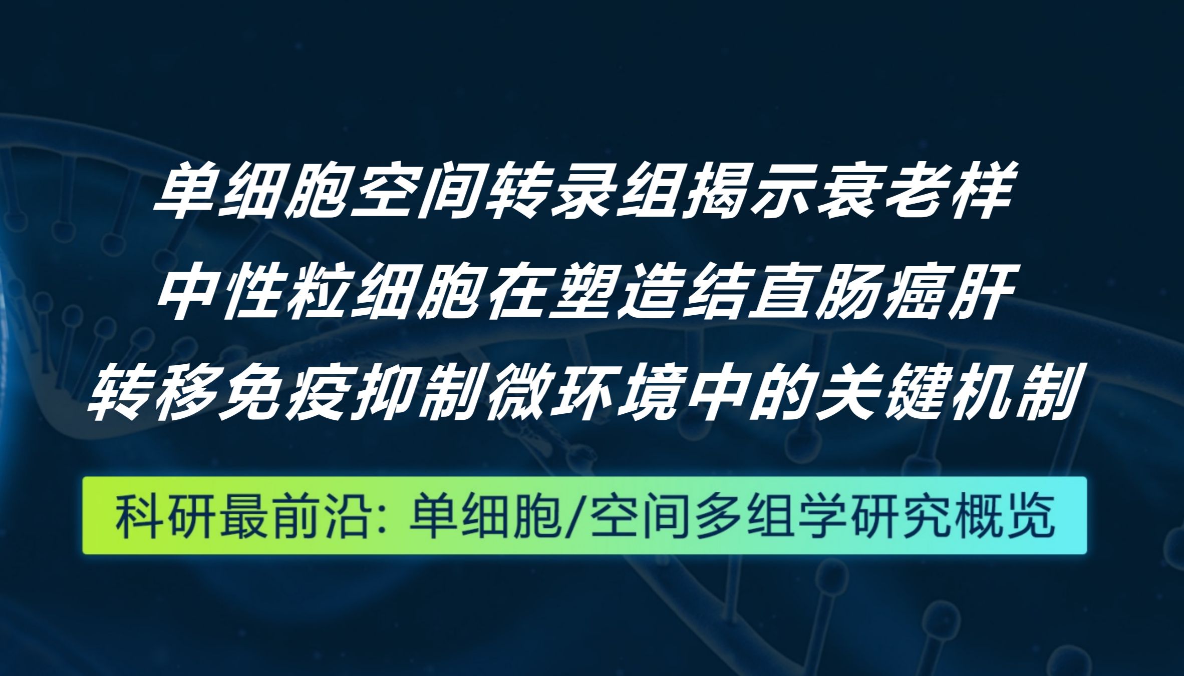 Cancer Discovery丨单细胞空间转录组揭示衰老样中性粒细胞在塑造结直肠癌肝转移免疫抑制微环境中的关键机制