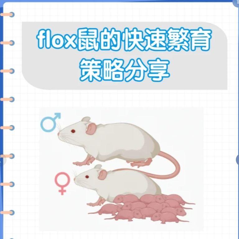 基因鼠繁育