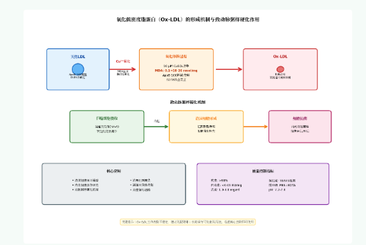 氧化低密度脂蛋白如何成为动脉粥样硬化研究的核心工具？