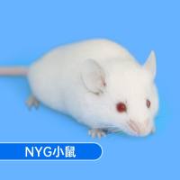 NYG小鼠