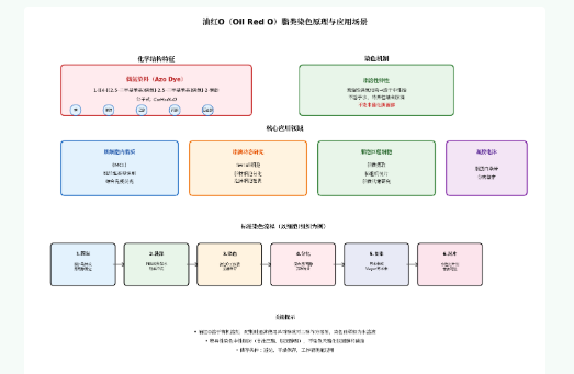 如何精准定位组织和细胞中的中性脂肪沉积？