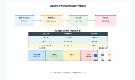 如何在60分钟内完成从纳克到微克级蛋白的灵敏检测？