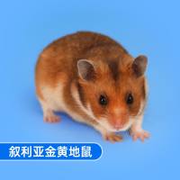 金黄地鼠