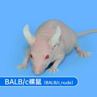 裸鼠