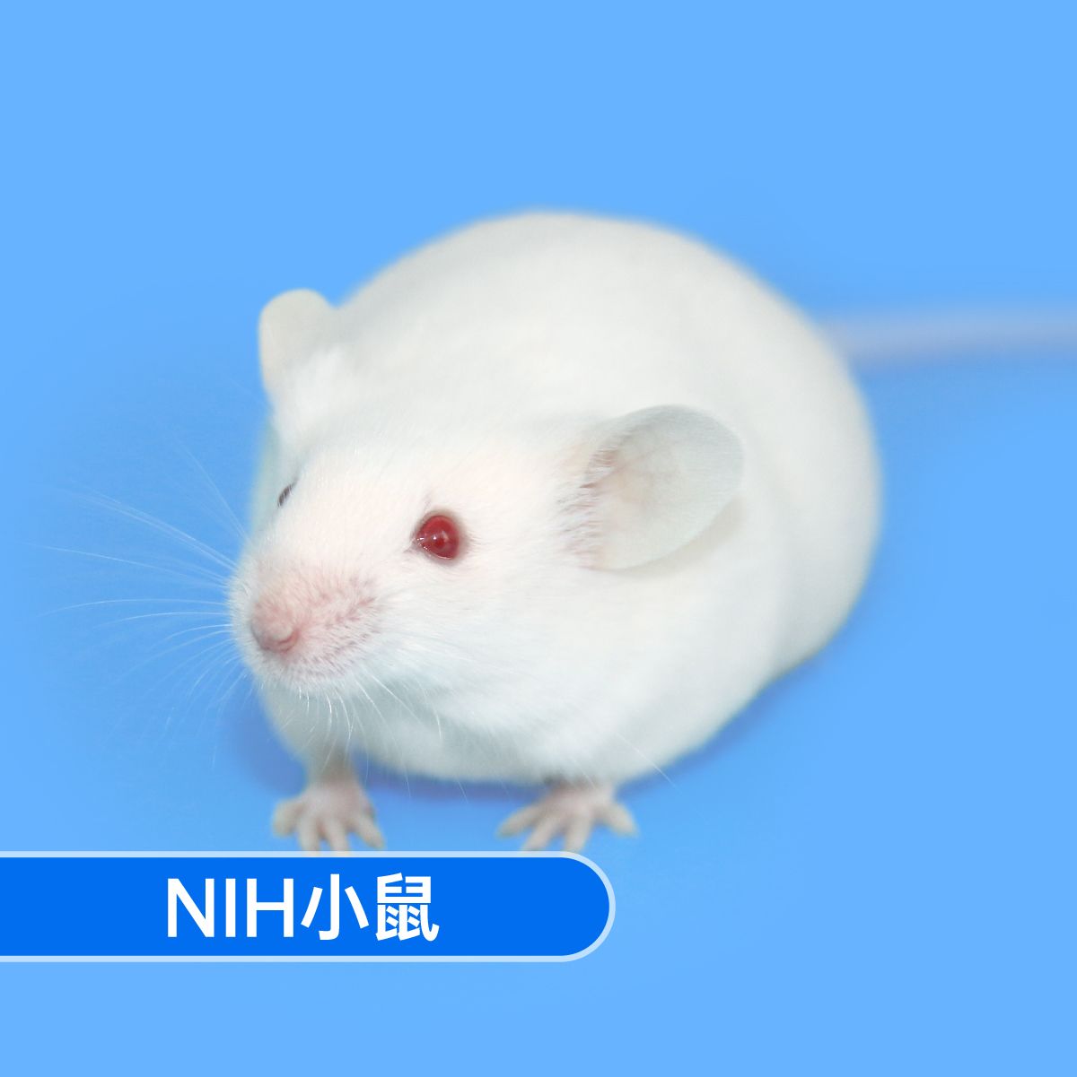 NIH小鼠 SPF级