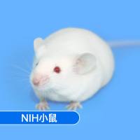 NIH小鼠 SPF级