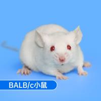 Balb/c小鼠