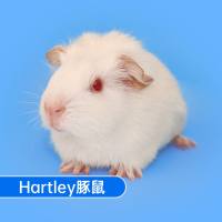 豚鼠