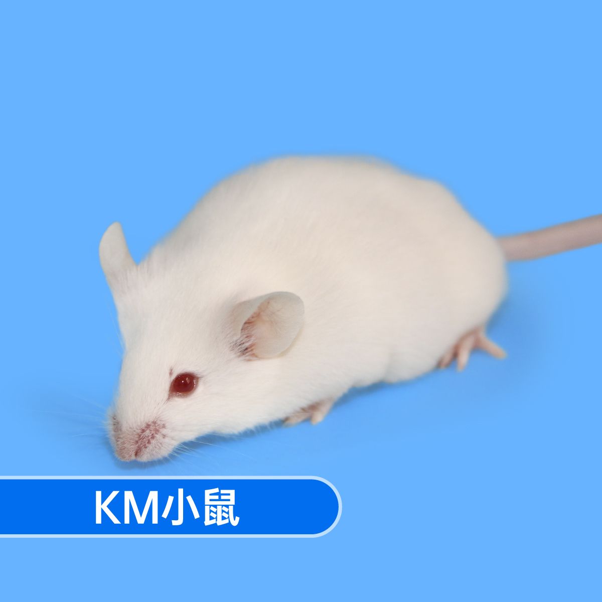 产品封面图