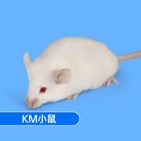 KM（昆明）小鼠