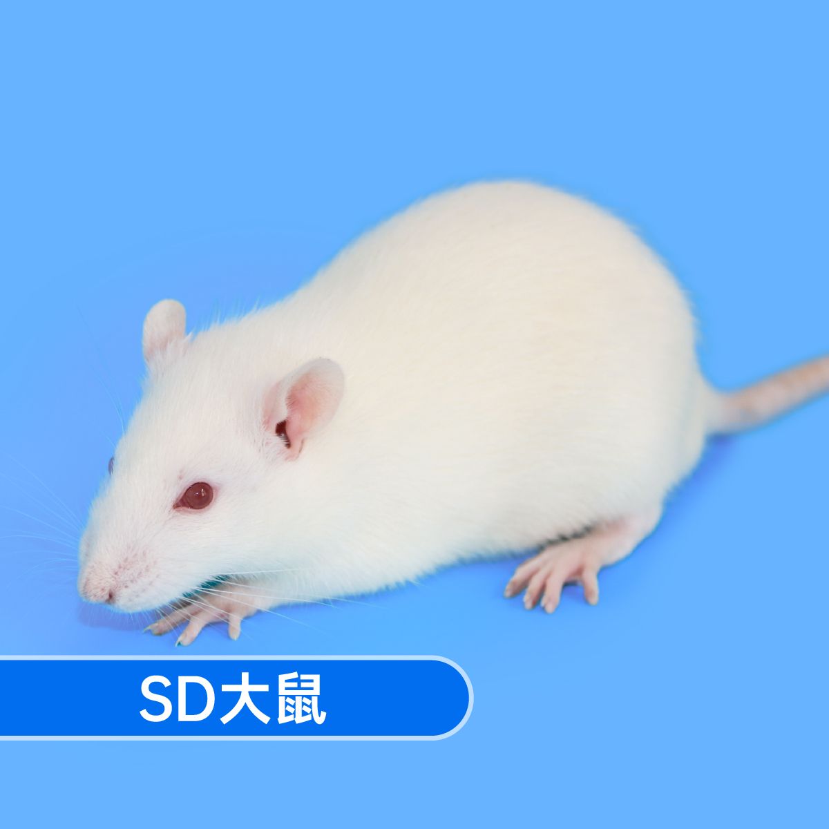 SD大鼠