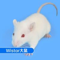 Wistar大鼠