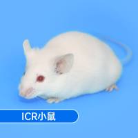 SPF级ICR小鼠