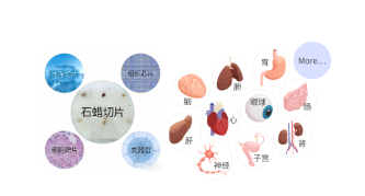 顶刊认证！mIHC 多色服务，解锁高分论文密码