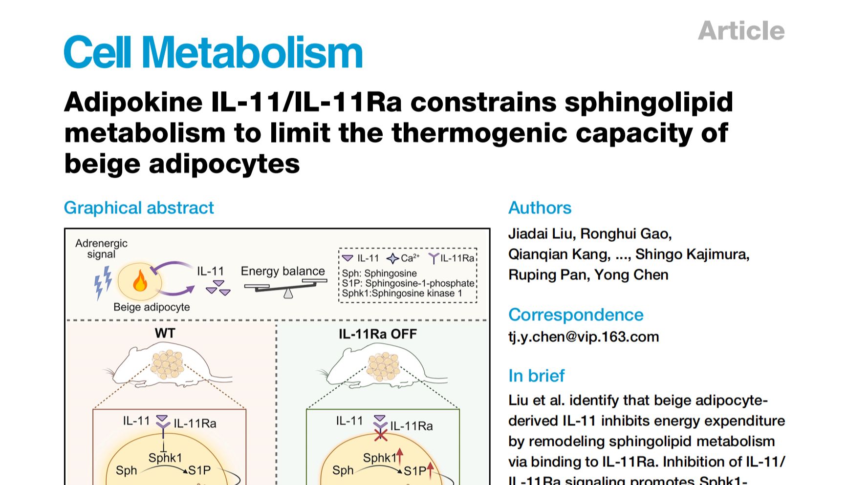 Cell Metabolism | 米色脂肪“自我刹车”——华中科技大学附属同济医院陈勇团队揭示IL-11/IL-11Ra-鞘脂代谢轴调控产热新范式