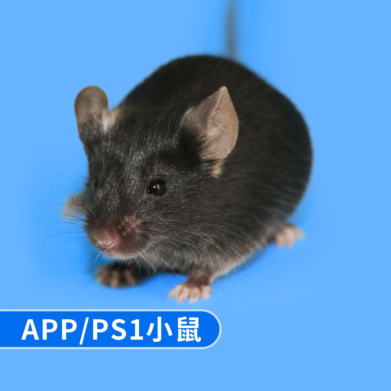 APP/PS1小鼠（6、7、14月龄）促销产品图