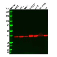Recombinant Lactate Dehydrogenase Antibody,重组, ExactAb™, 已验证, 高性能, 见COA,阿拉丁