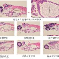 肠炎功效评价模型