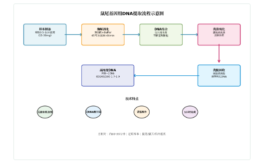 如何在一小时内从鼠尾获得高质量基因组DNA？